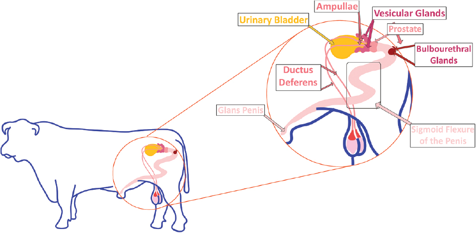 Bull Reproductive System Diagram