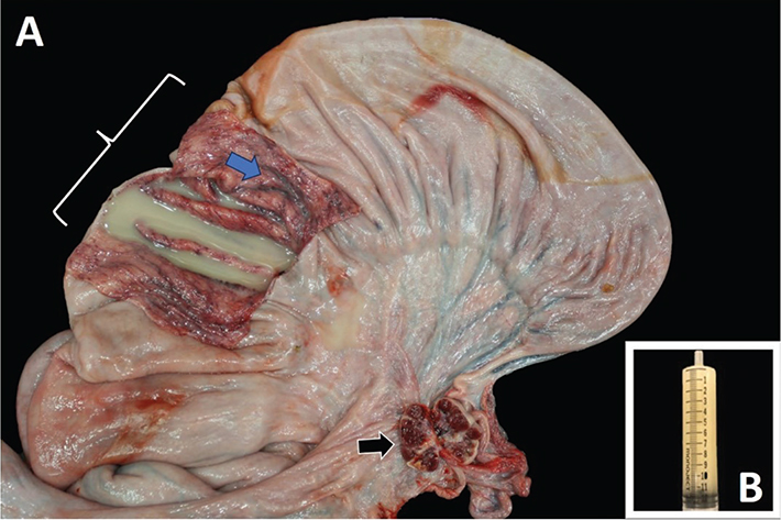 Fig. 2.